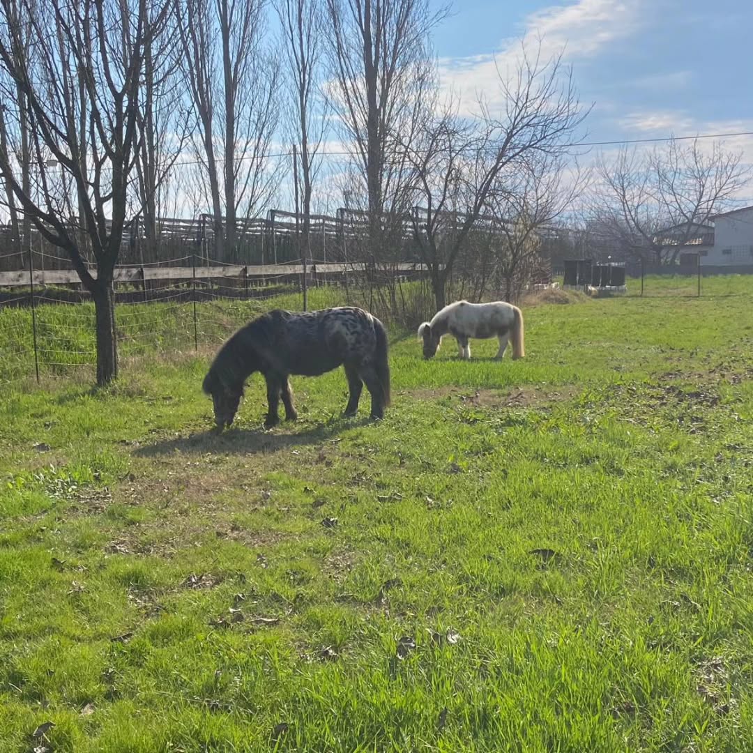 Pascolo Libero nei Paddock Verdi